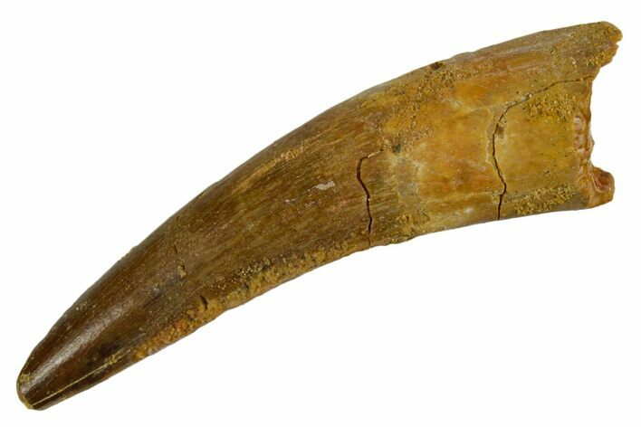 Fossil Spinosaurus Tooth - Real Dinosaur Tooth #346911
